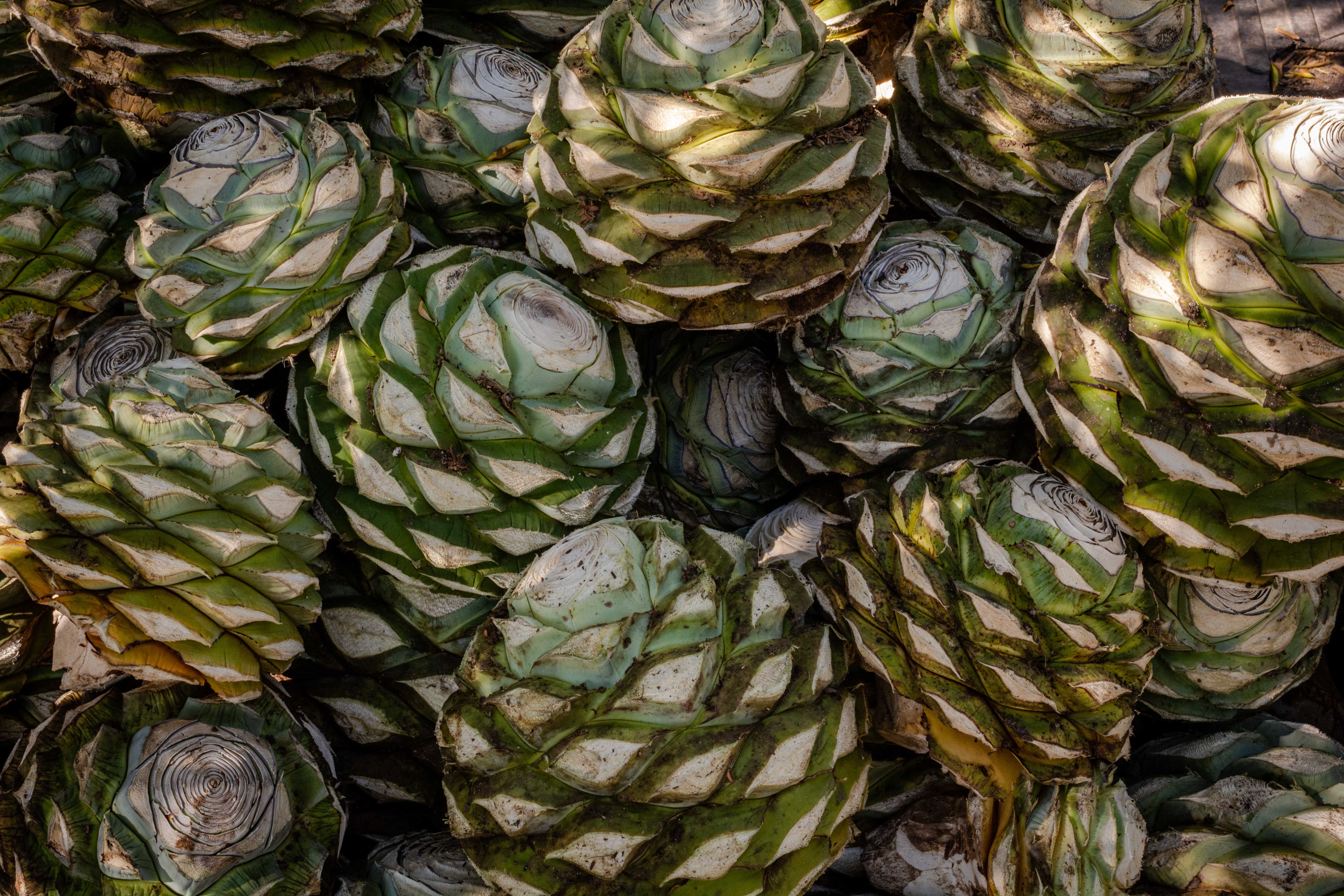 Agave Azul