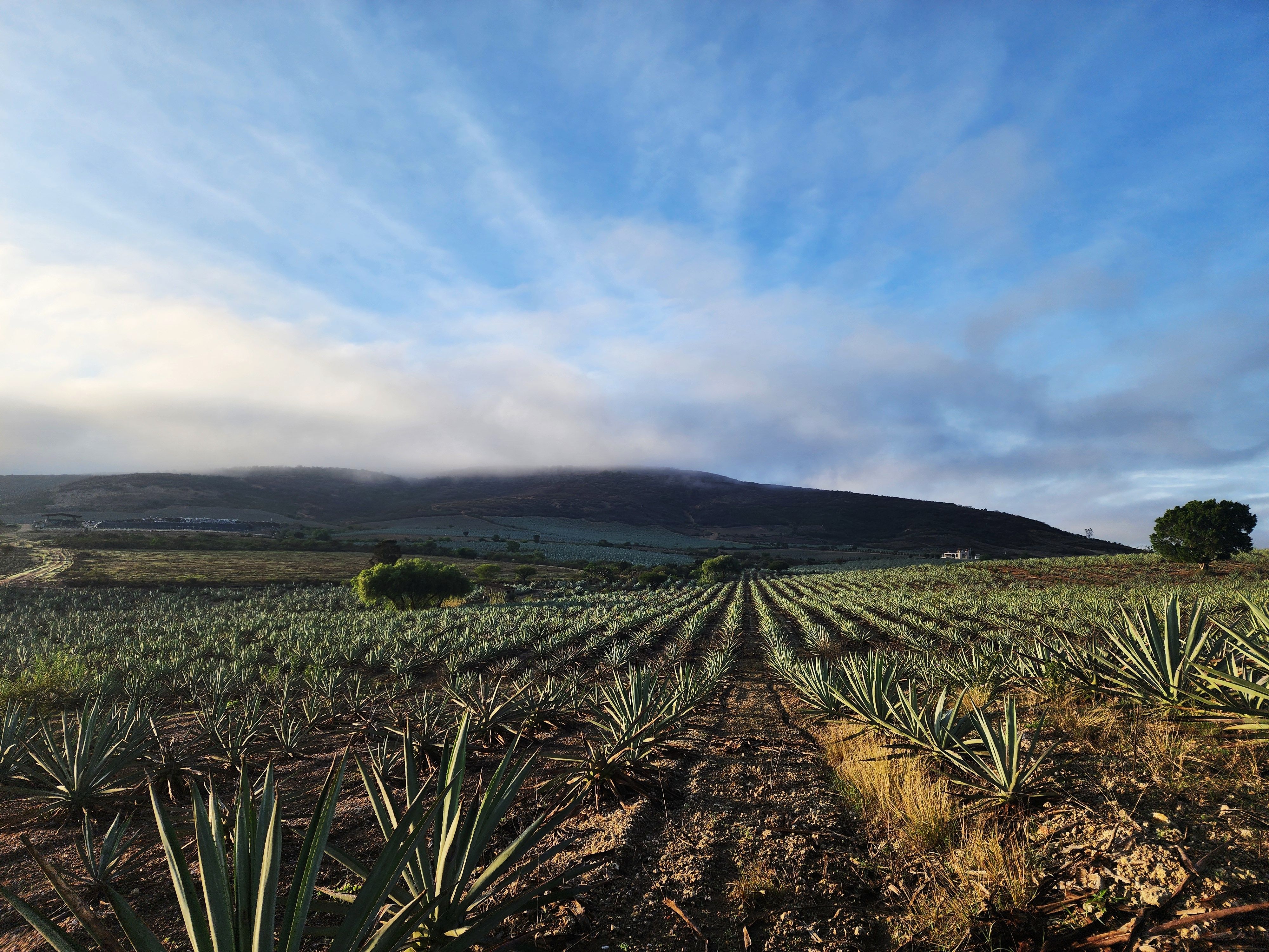 Parcelas de Agave